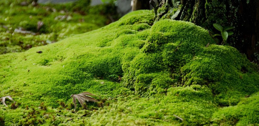 Pourquoi La Mousse Pousse Vers Le Nord