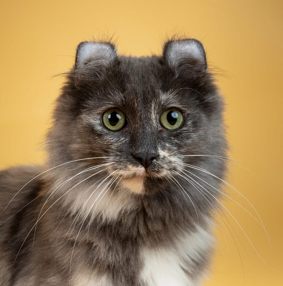 L’american curl