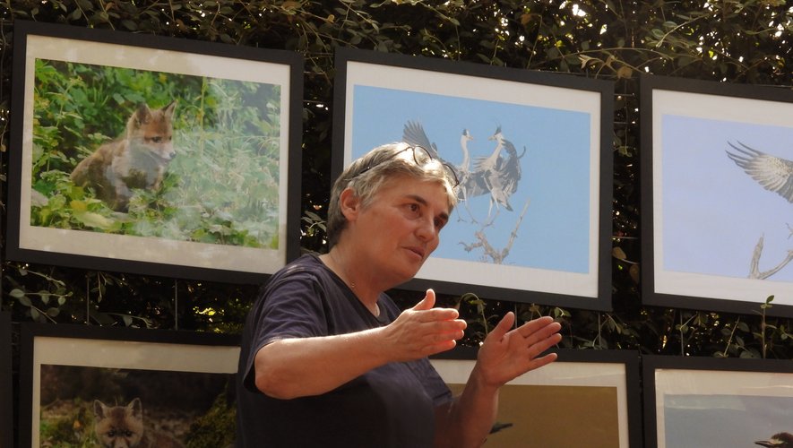 Caylus : les coulisses de l’animation et la vie sauvage de notre région
